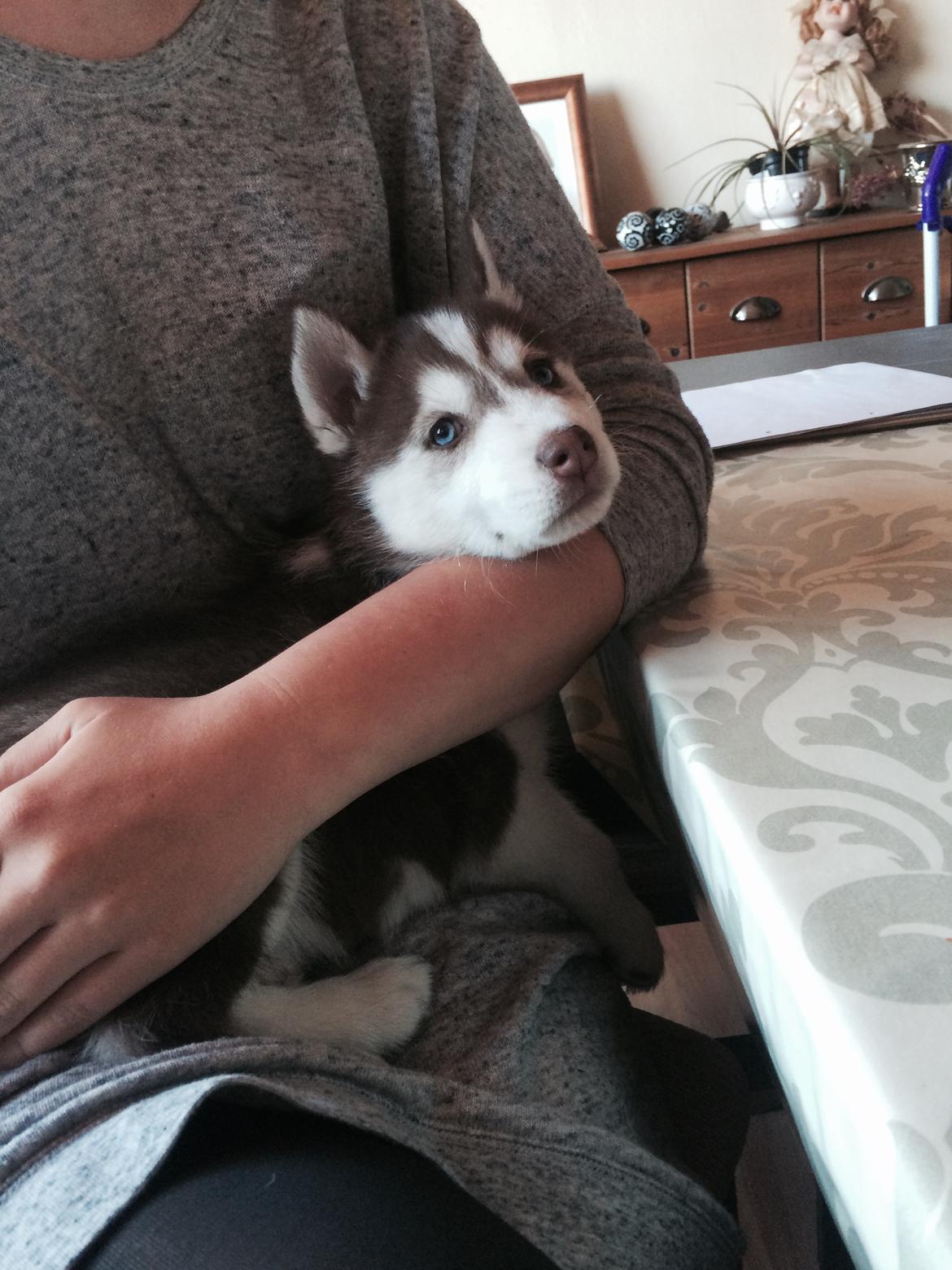 Siberian husky Karma <3 rip :'( <3 billede 5