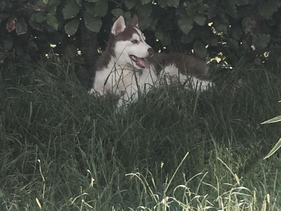 Siberian husky Karma <3 rip :'( <3 billede 10