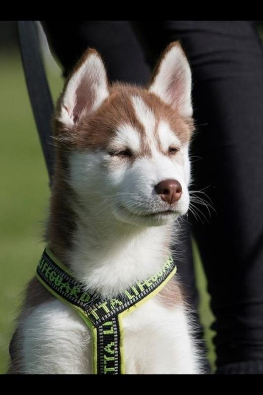 Siberian husky Karma <3 rip :'( <3 billede 13