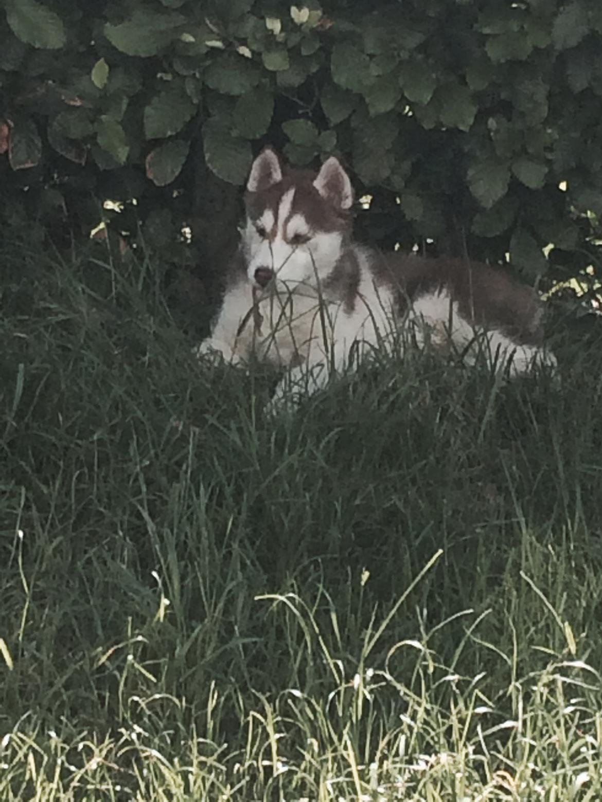 Siberian husky Karma <3 rip :'( <3 billede 11