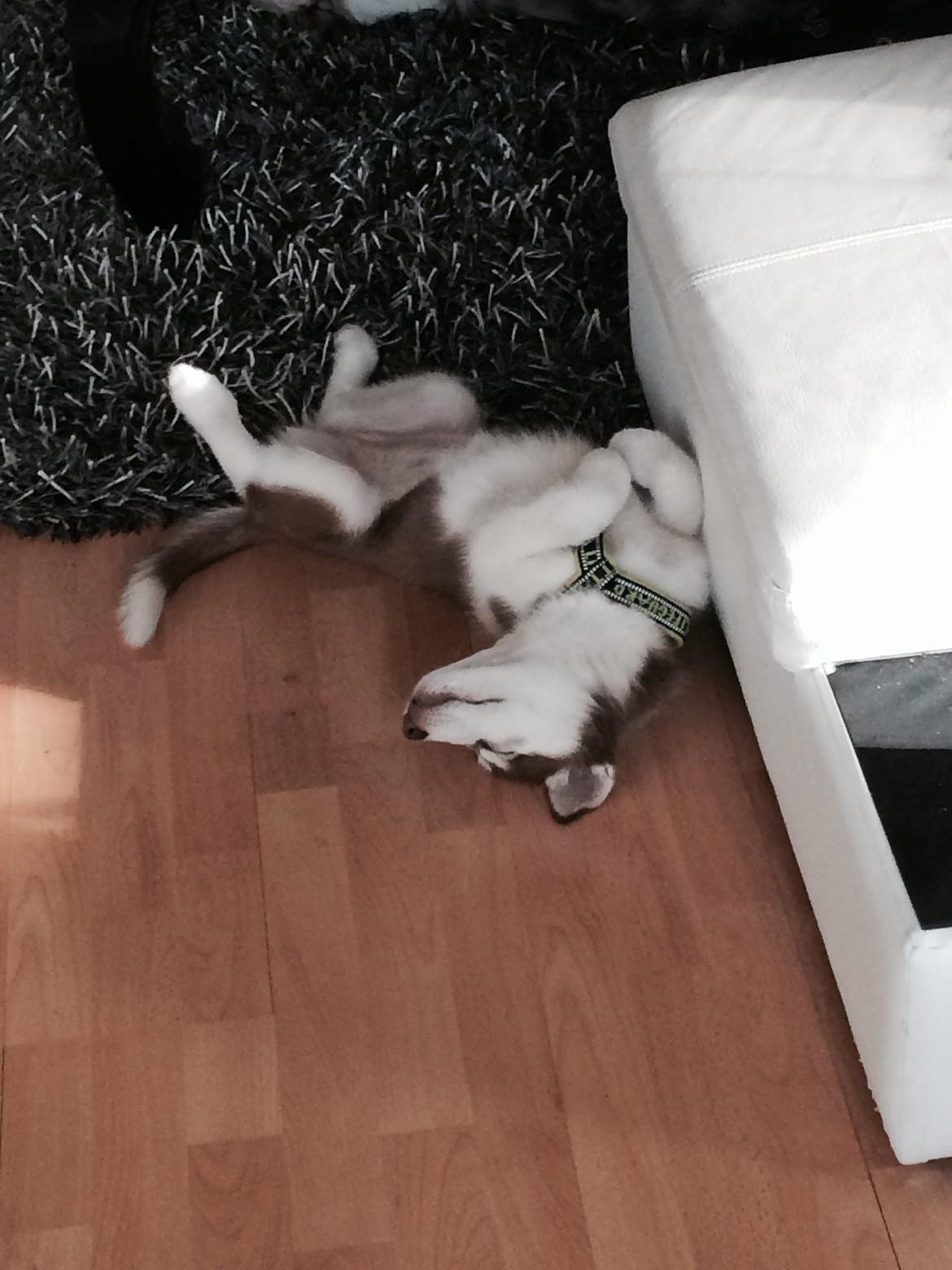 Siberian husky Karma <3 rip :'( <3 billede 15