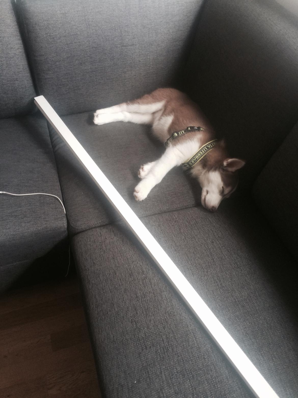 Siberian husky Karma <3 rip :'( <3 billede 14