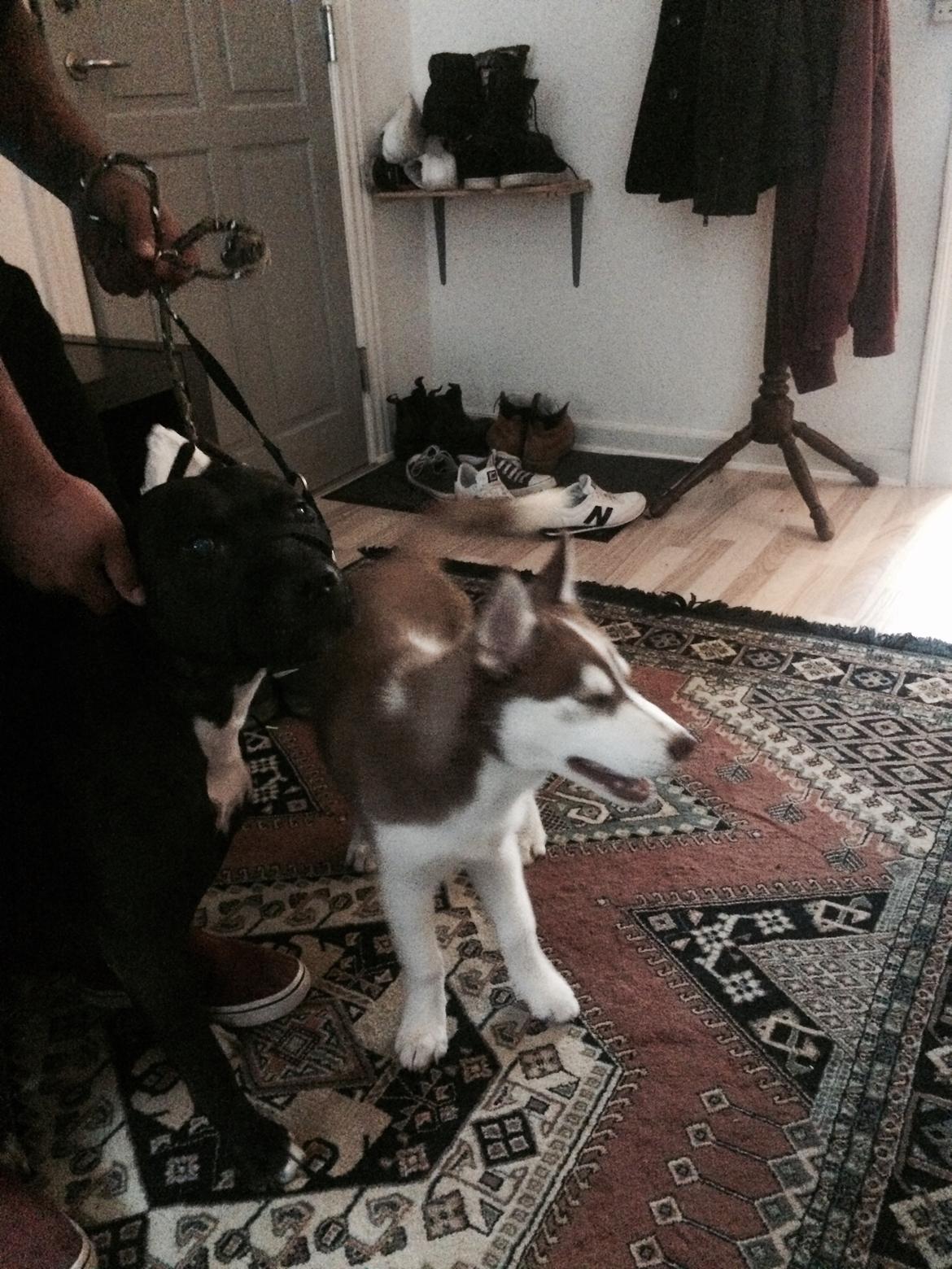 Siberian husky Karma <3 rip :'( <3 billede 16