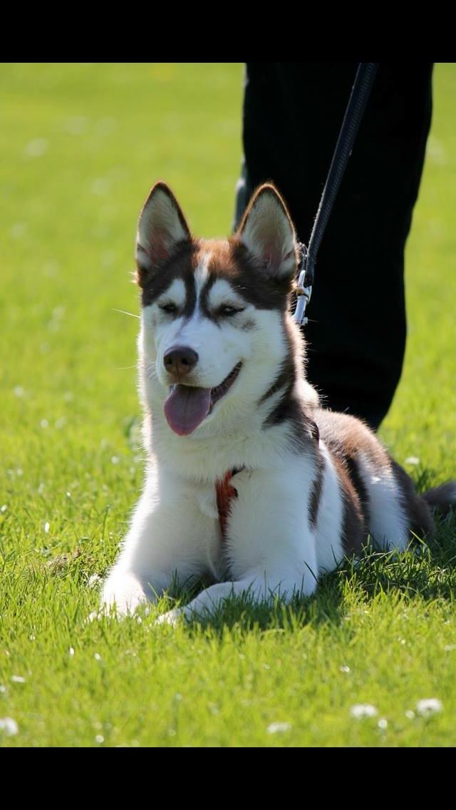 Siberian husky Karma <3 rip :'( <3 billede 20