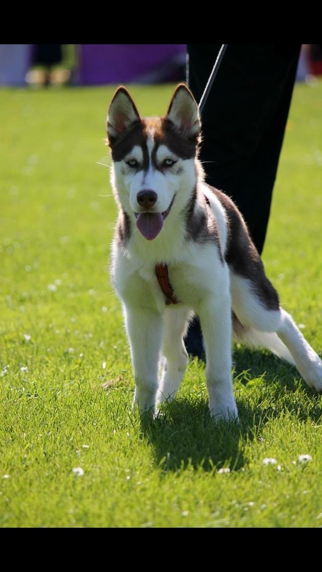 Siberian husky Karma <3 rip :'( <3 billede 21