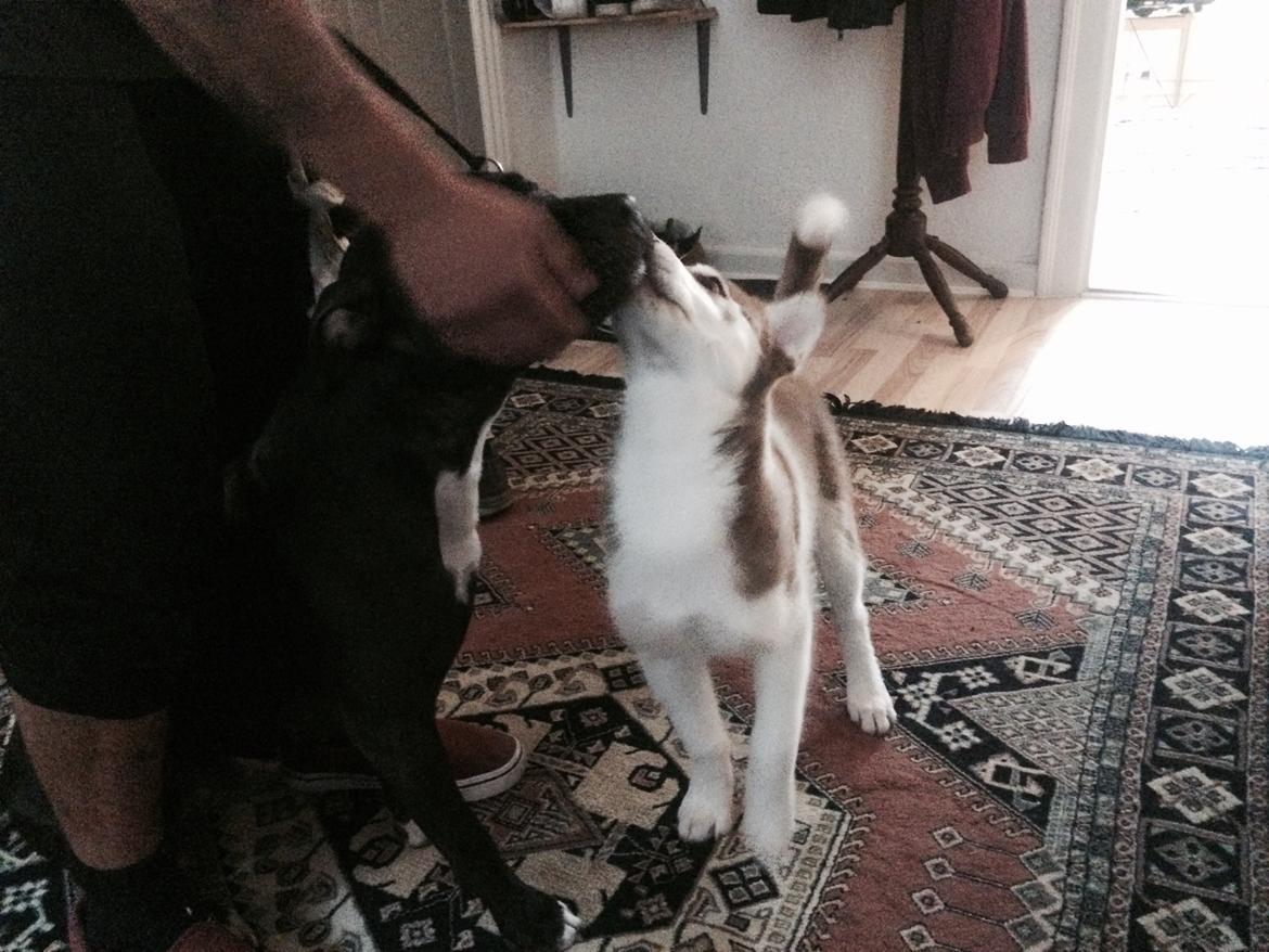 Siberian husky Karma <3 rip :'( <3 billede 17