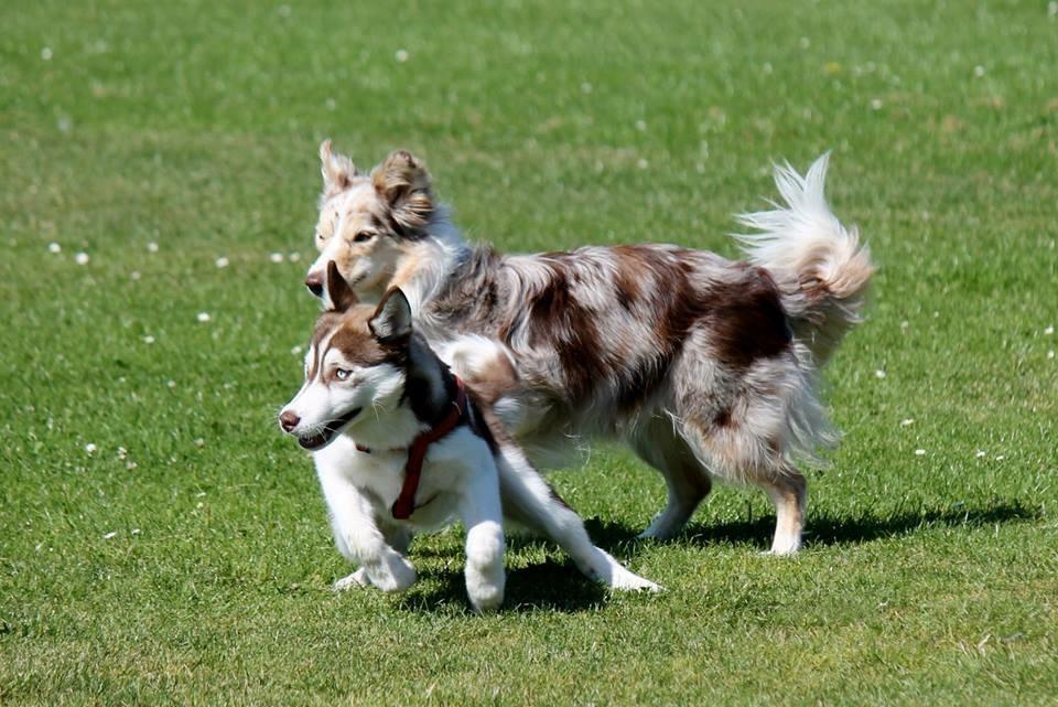 Siberian husky Karma <3 rip :'( <3 billede 22