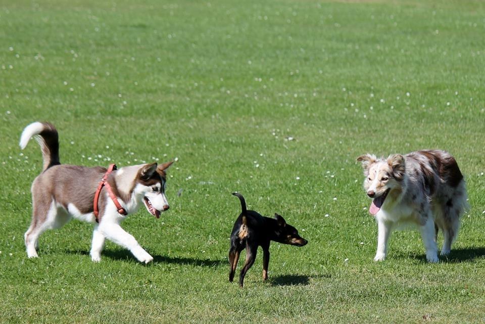 Siberian husky Karma <3 rip :'( <3 billede 23