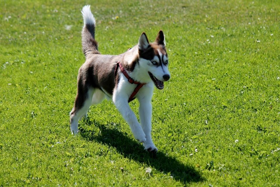 Siberian husky Karma <3 rip :'( <3 billede 24