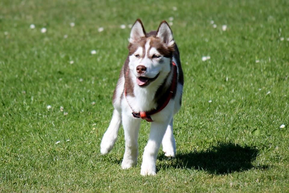 Siberian husky Karma <3 rip :'( <3 billede 25