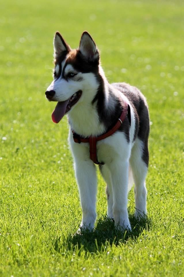 Siberian husky Karma <3 rip :'( <3 billede 27