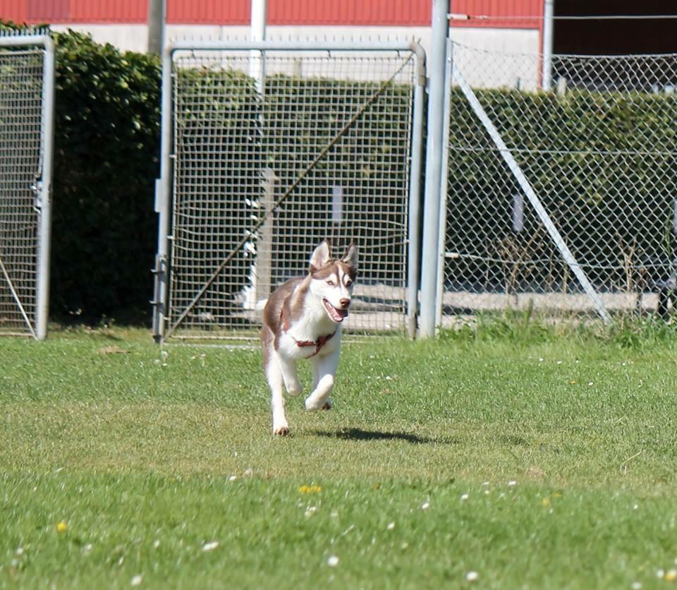 Siberian husky Karma <3 rip :'( <3 billede 26