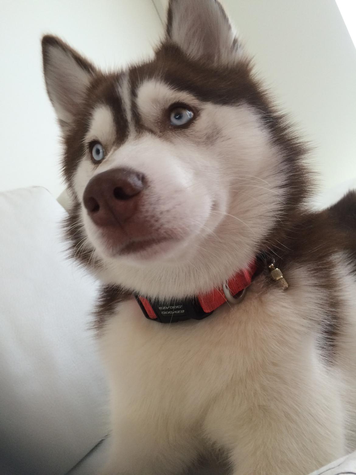 Siberian husky Karma <3 rip :'( <3 billede 30