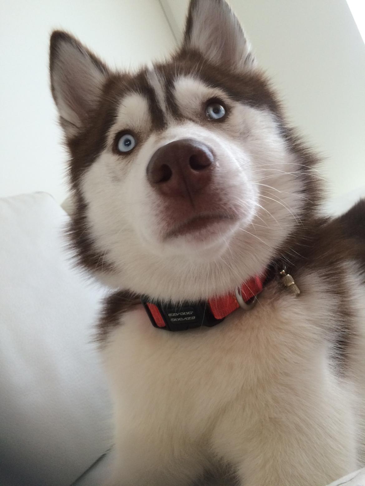 Siberian husky Karma <3 rip :'( <3 billede 31