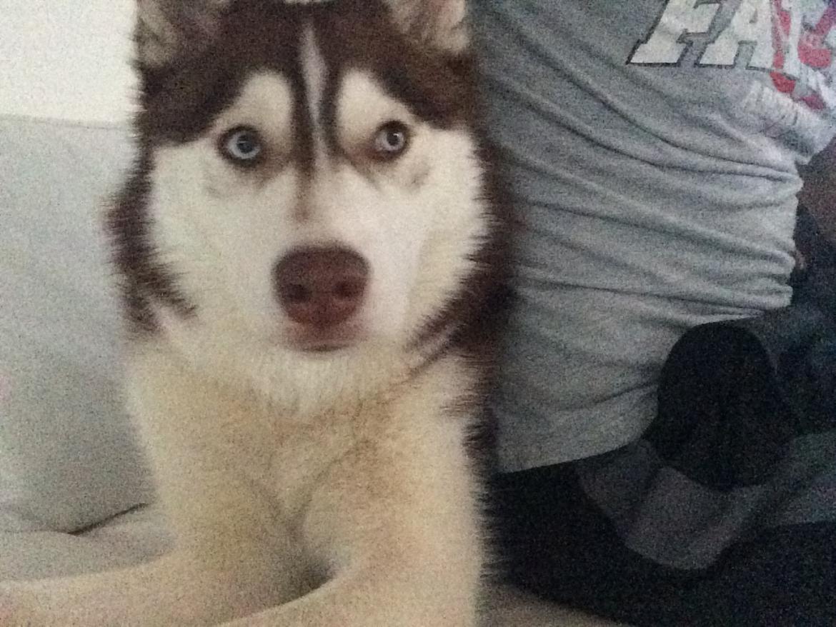 Siberian husky Karma <3 rip :'( <3 billede 33