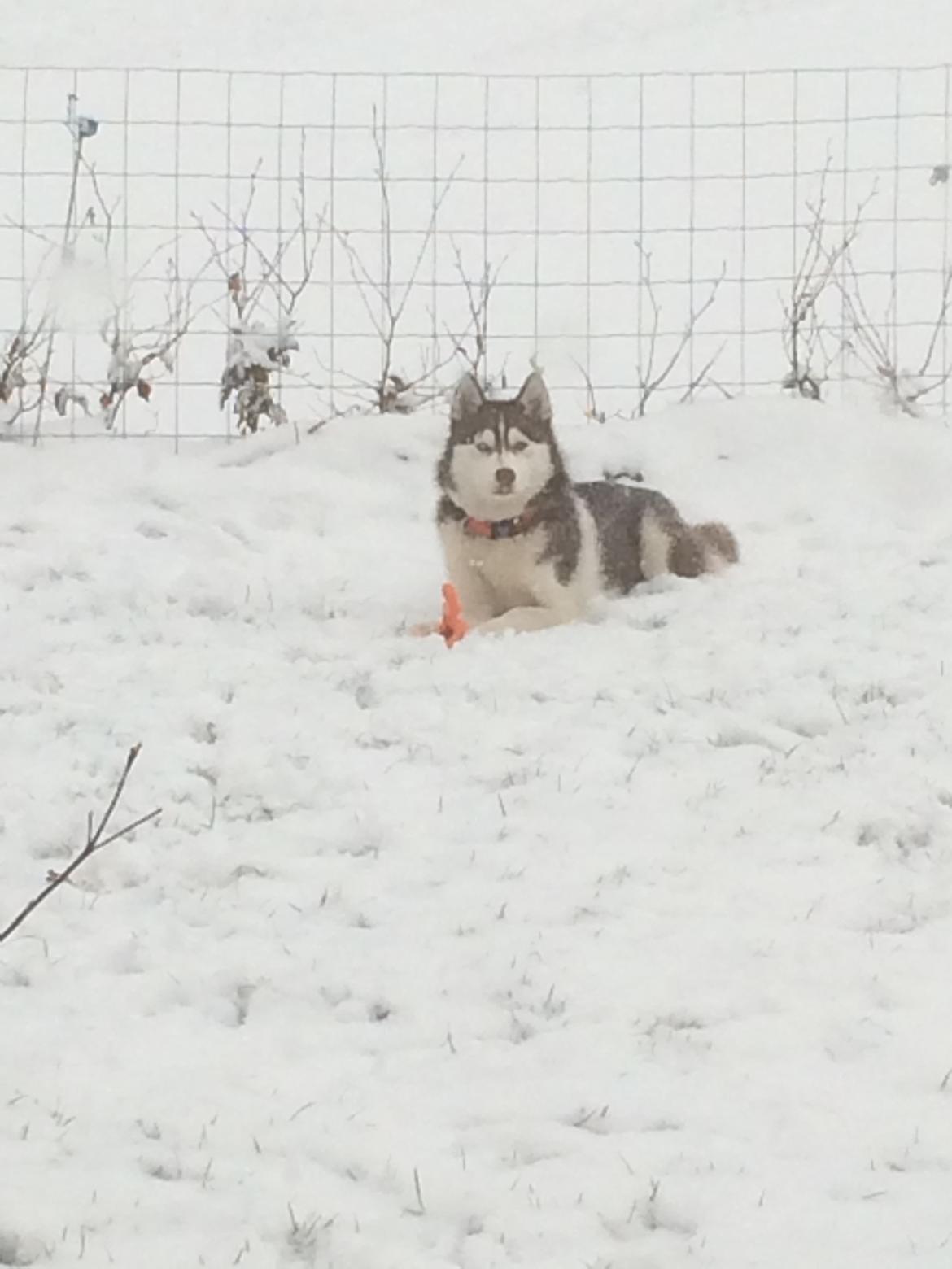 Siberian husky Karma <3 rip :'( <3 billede 32