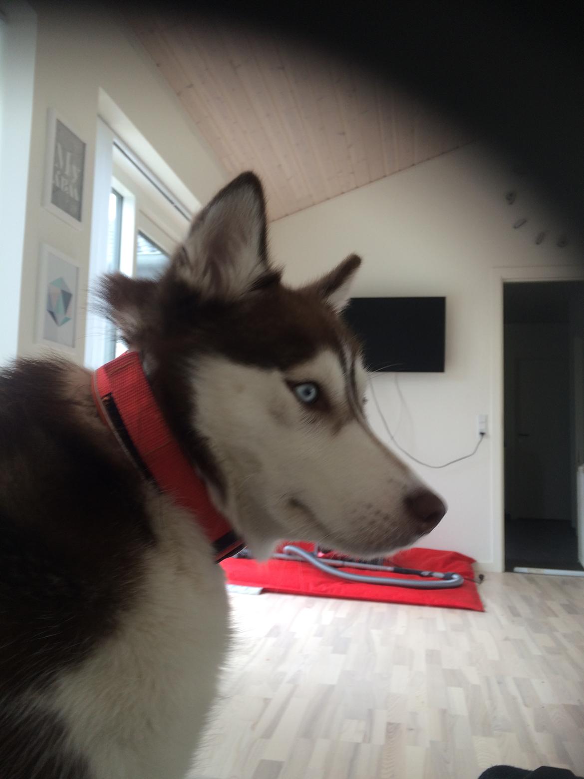 Siberian husky Karma <3 rip :'( <3 billede 34