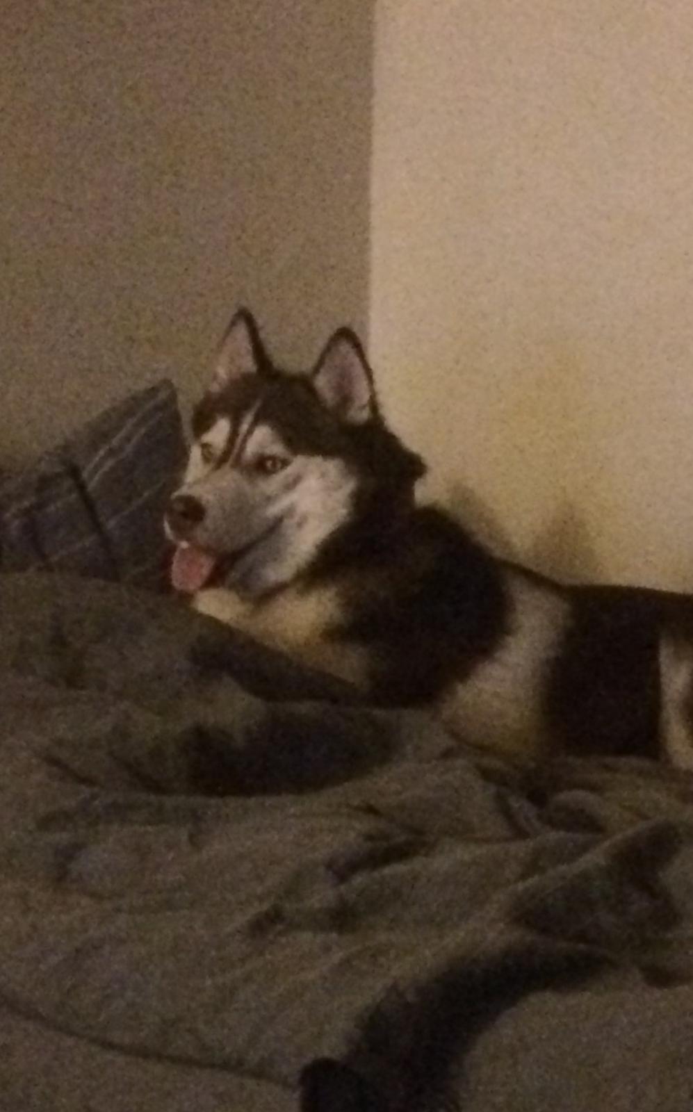 Siberian husky Karma <3 rip :'( <3 billede 35