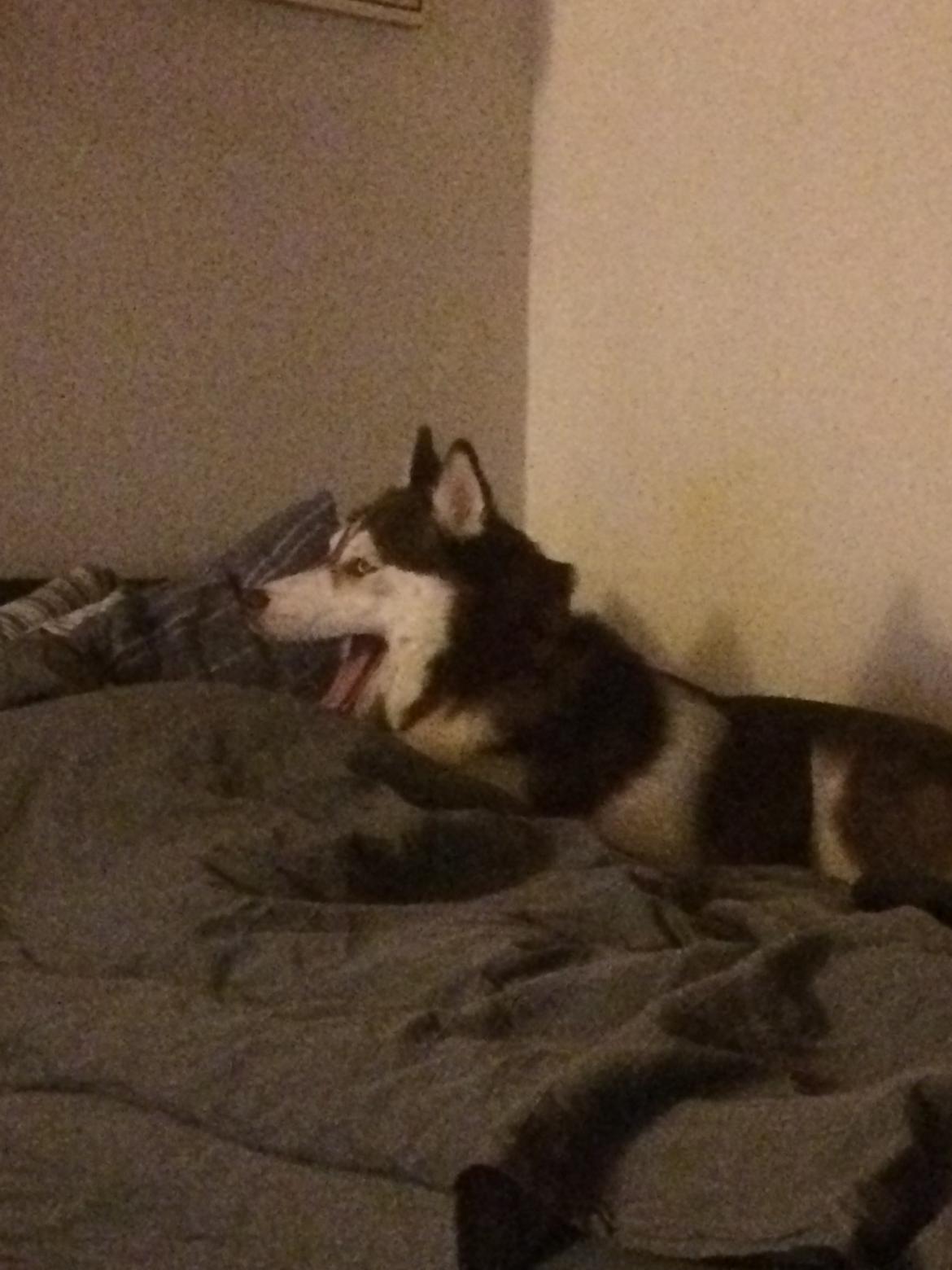 Siberian husky Karma <3 rip :'( <3 billede 36