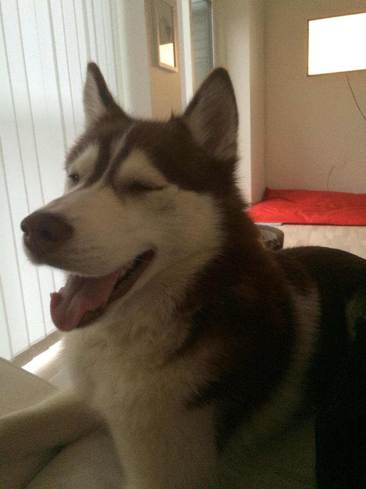 Siberian husky Karma <3 rip :'( <3 billede 38