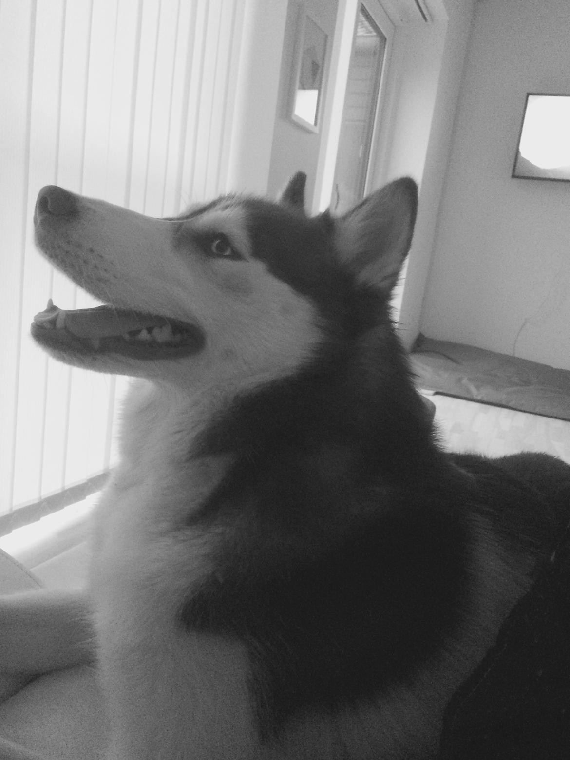 Siberian husky Karma <3 rip :'( <3 billede 37