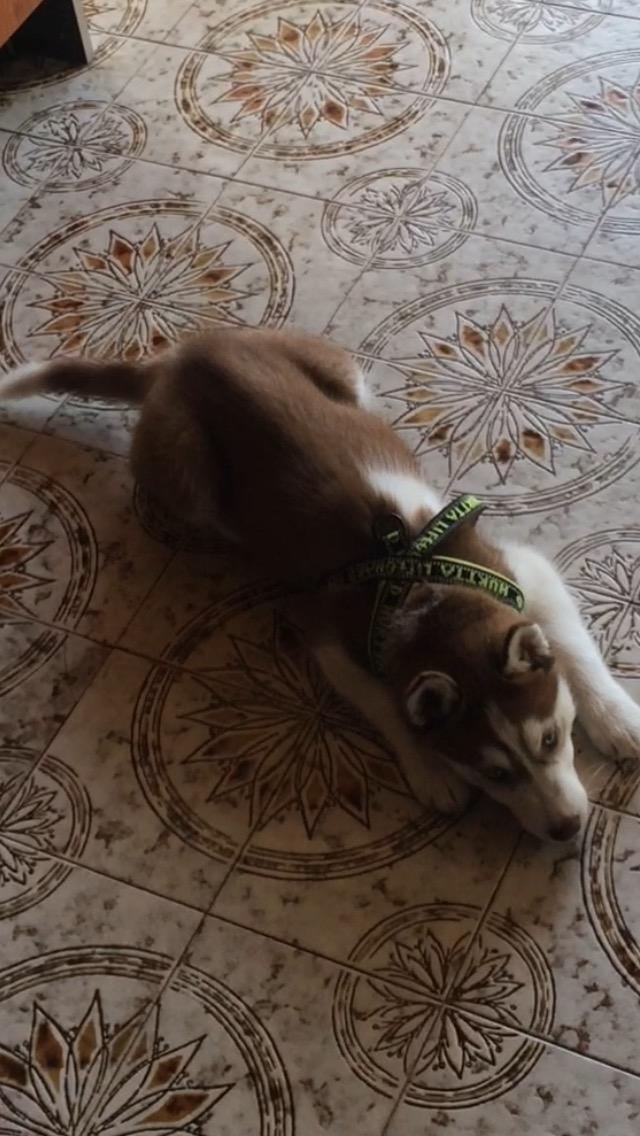 Siberian husky Karma <3 rip :'( <3 billede 39
