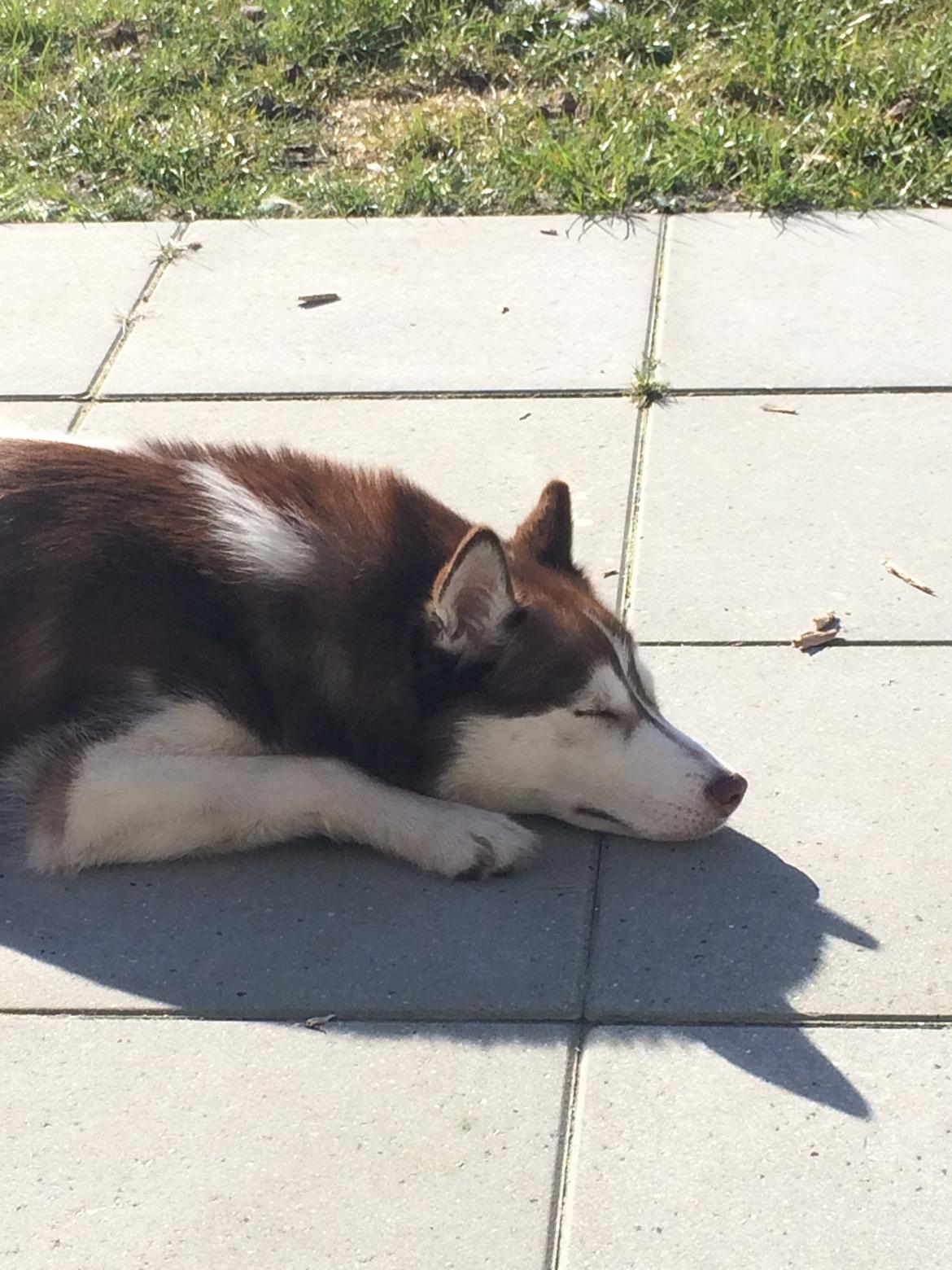 Siberian husky Karma <3 rip :'( <3 billede 40