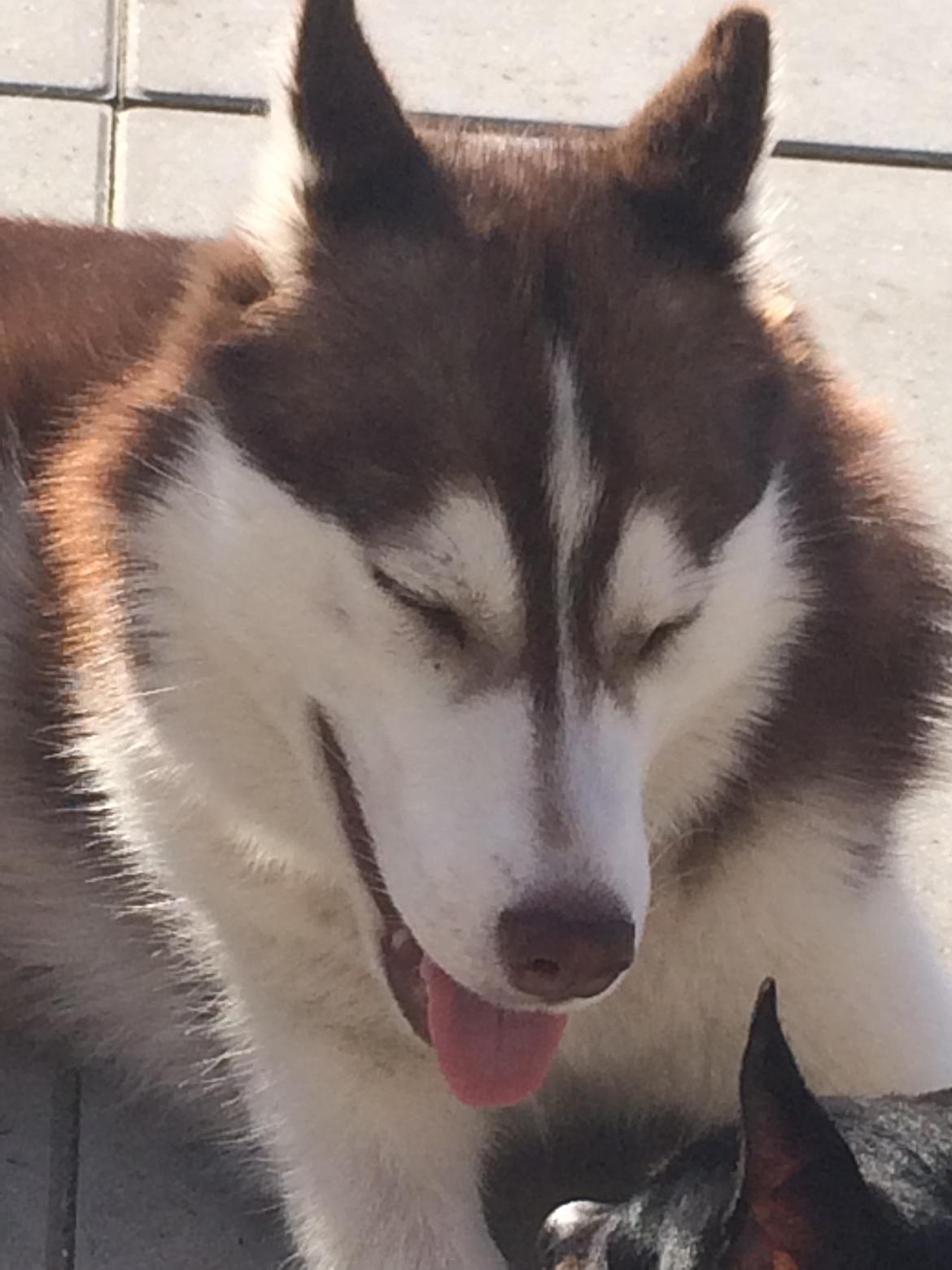Siberian husky Karma <3 rip :'( <3 billede 42