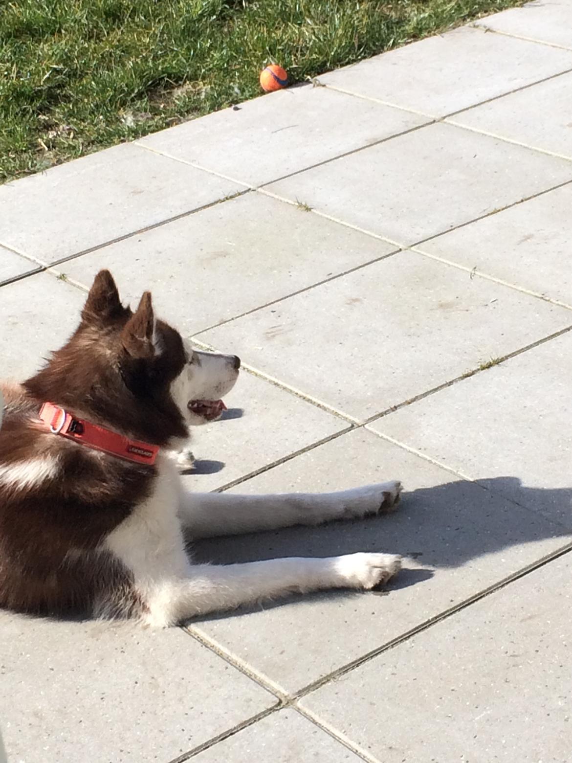 Siberian husky Karma <3 rip :'( <3 billede 41