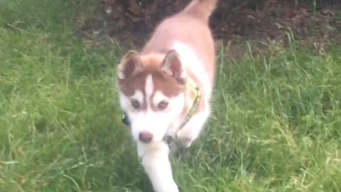 Siberian husky Karma <3 rip :'( <3 billede 44