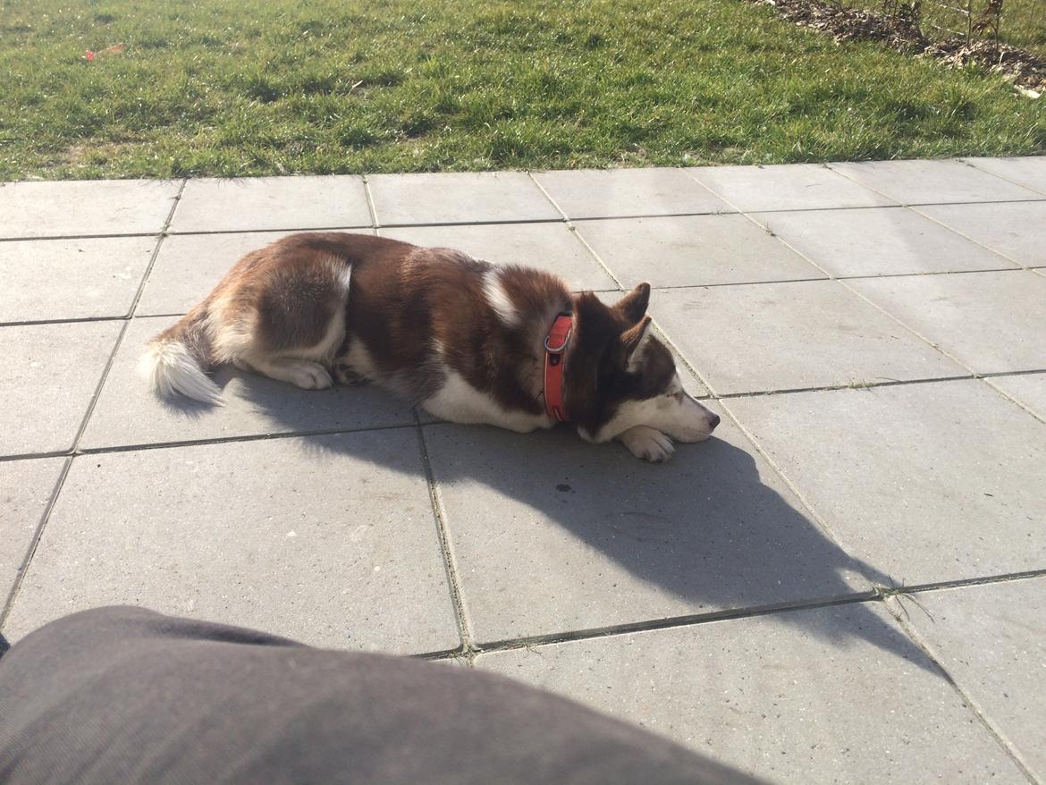 Siberian husky Karma <3 rip :'( <3 billede 43