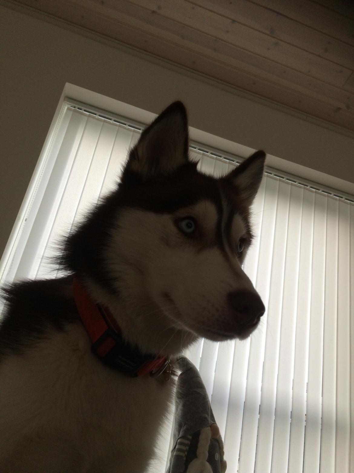 Siberian husky Karma <3 rip :'( <3 billede 45