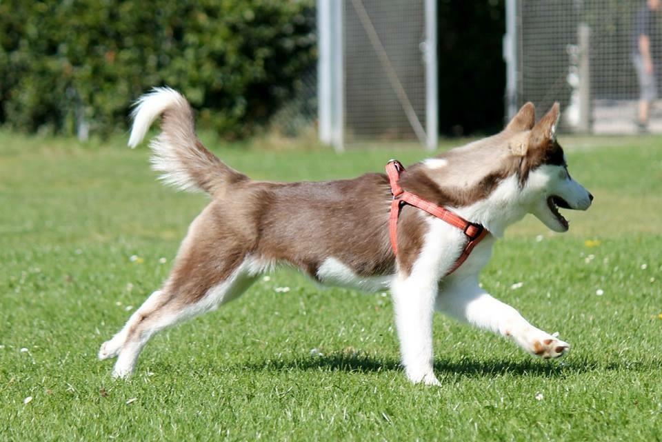 Siberian husky Karma <3 rip :'( <3 billede 47