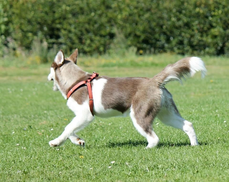 Siberian husky Karma <3 rip :'( <3 billede 46