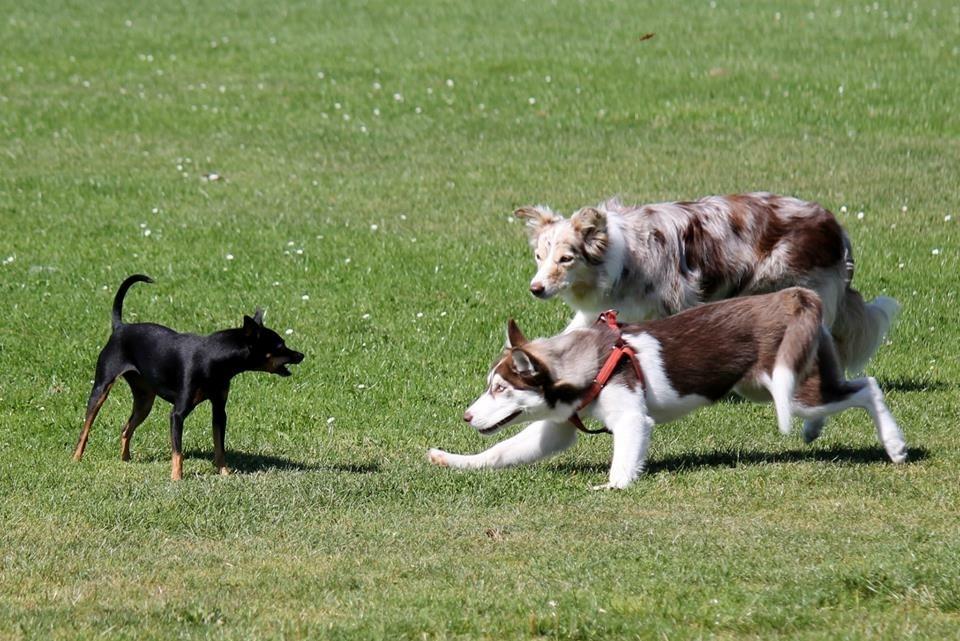 Siberian husky Karma <3 rip :'( <3 billede 48