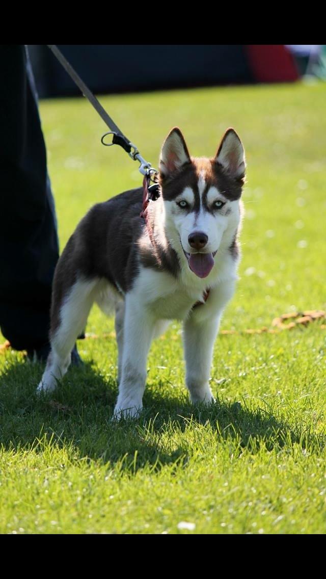 Siberian husky Karma <3 rip :'( <3 billede 50