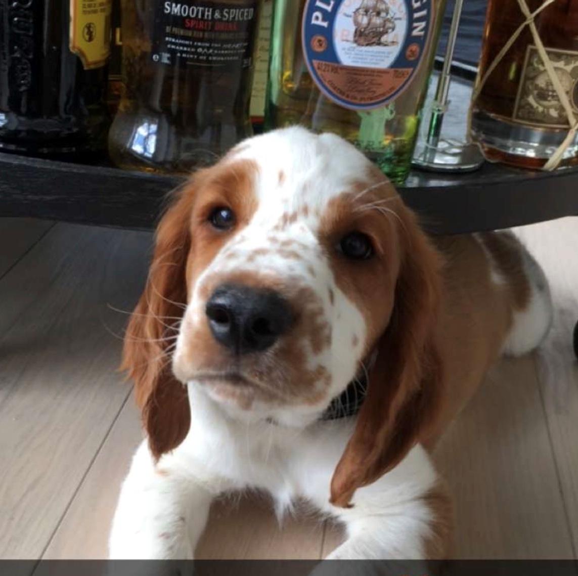 Welsh springer spaniel Anfield (fødsels navn Sne) billede 1