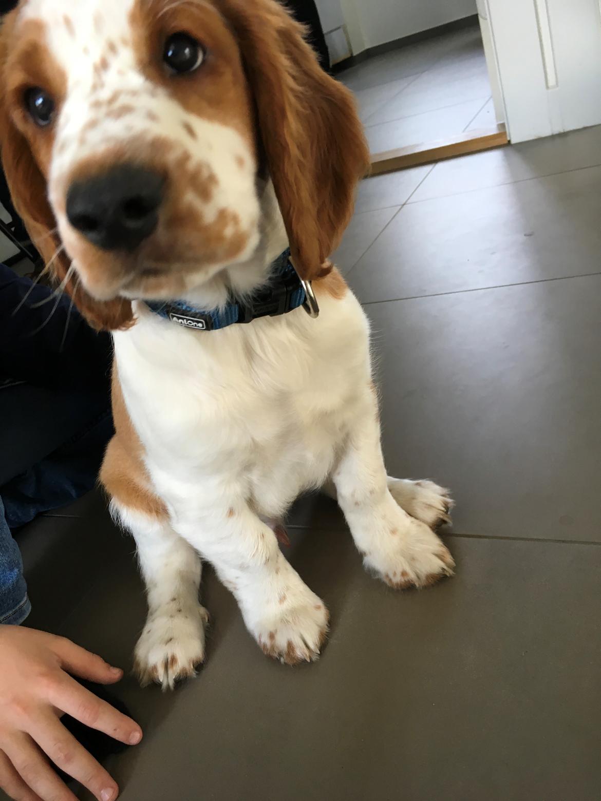 Welsh springer spaniel Anfield (fødsels navn Sne) billede 3