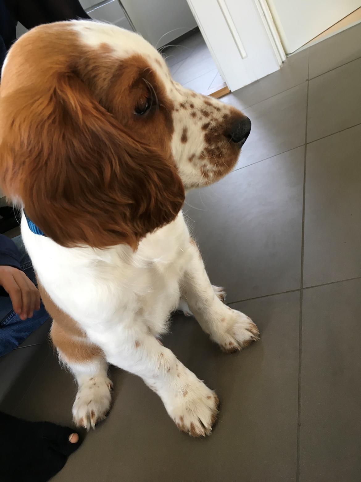 Welsh springer spaniel Anfield (fødsels navn Sne) billede 2