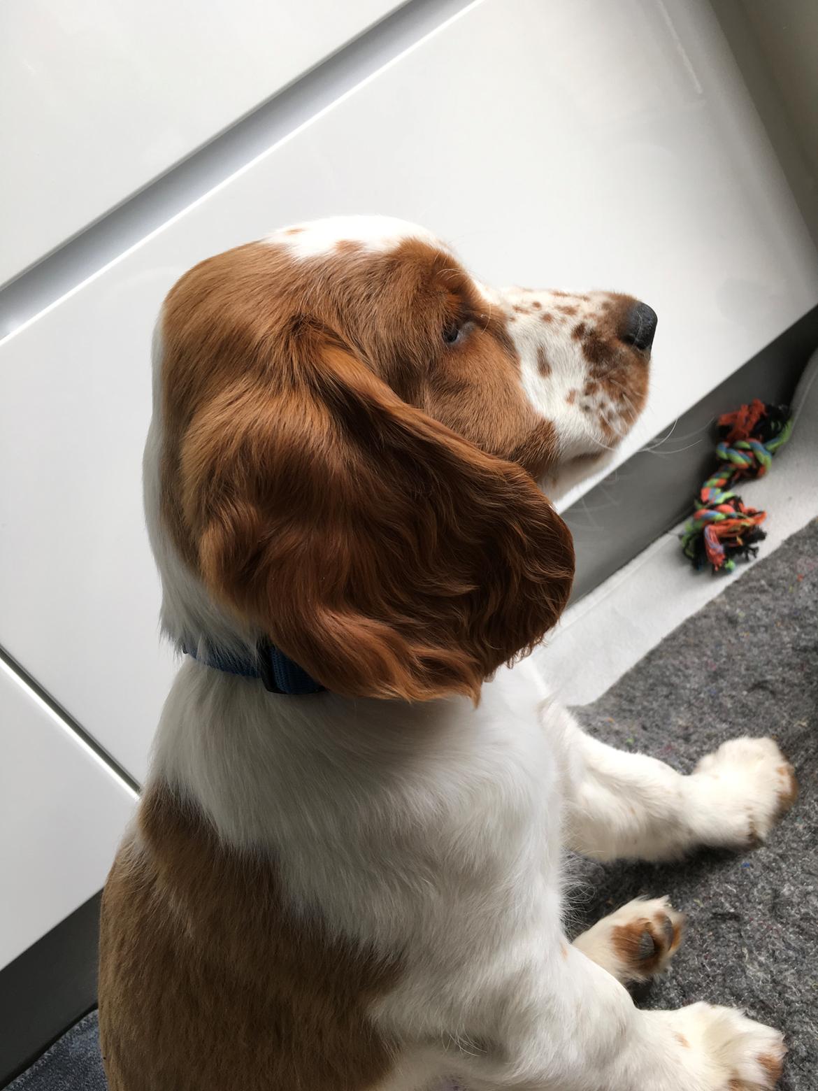 Welsh springer spaniel Anfield (fødsels navn Sne) billede 4