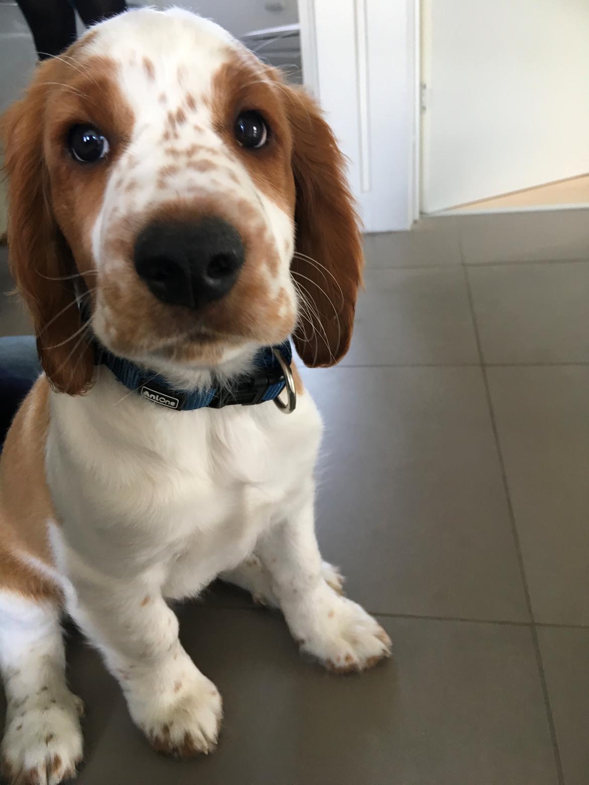 Welsh springer spaniel Anfield (fødsels navn Sne) billede 5