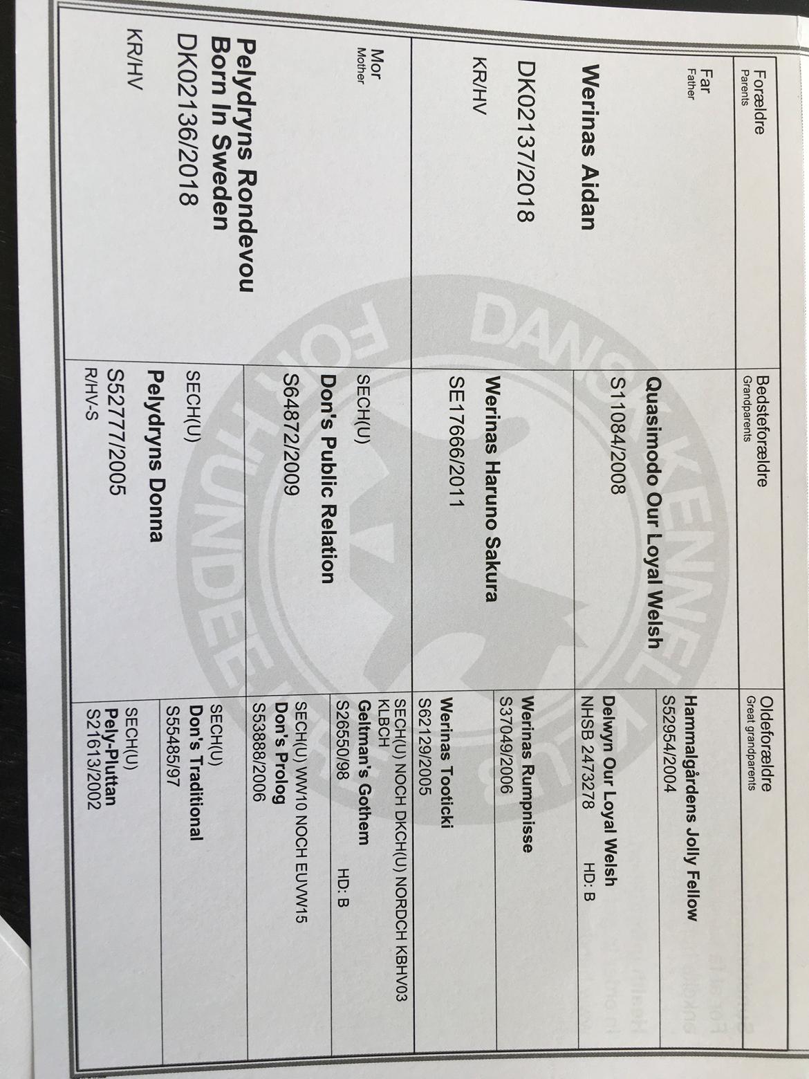 Welsh springer spaniel Anfield (fødsels navn Sne) billede 6