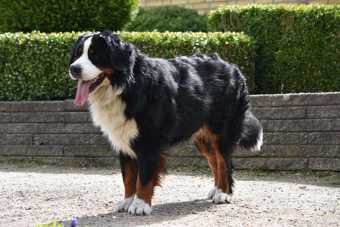 Berner sennenhund Lady Xiera's Teddy Bear (Leopold)  - Velkommen til Leopolds profil :D Smid gerne en kommentar og bedømmelse <3  billede 1