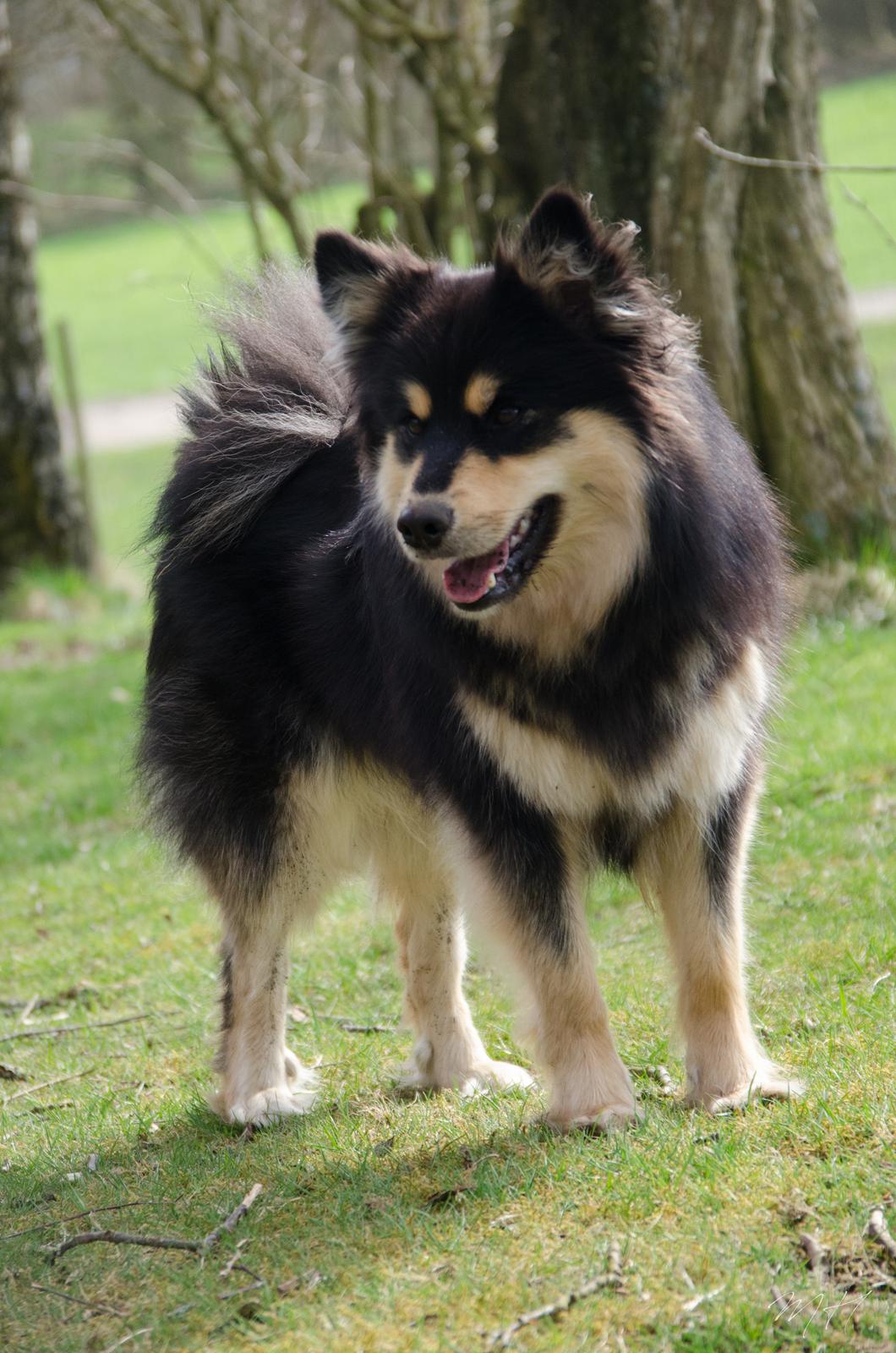 Finsk lapphund DKCH HRCH Lapinkaunis Gimme All Your Lovin' - 2år og Dansk Champion <3 billede 1