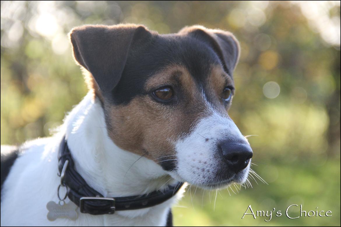 Jack russell terrier Amy's Choice Jaqen H'ghar billede 14
