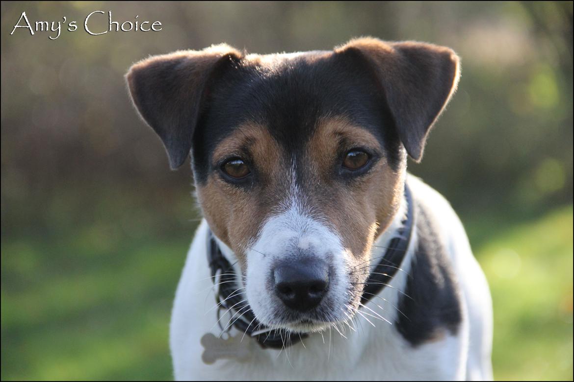 Jack russell terrier Amy's Choice Jaqen H'ghar billede 16