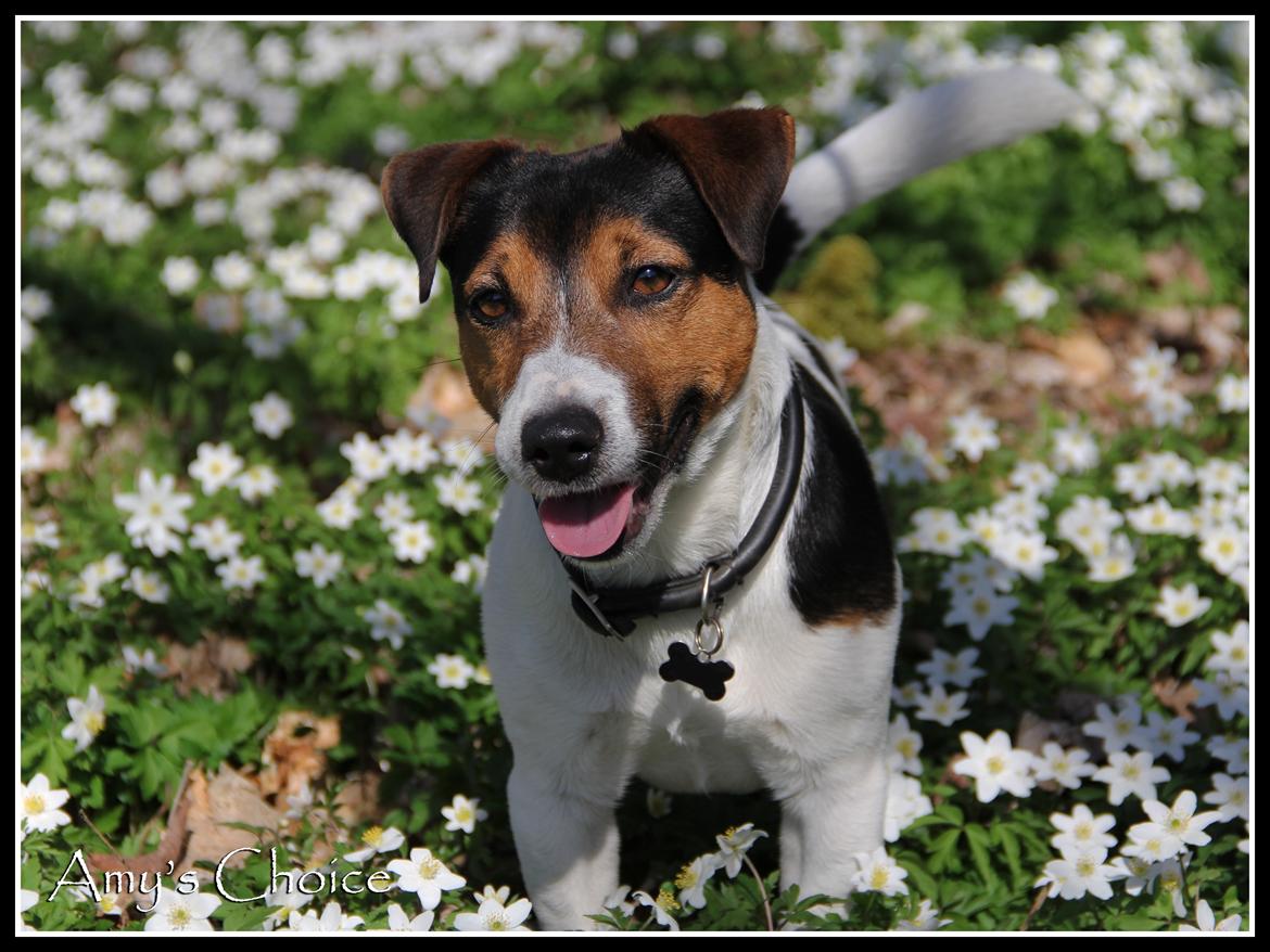 Jack russell terrier Amy's Choice Jaqen H'ghar billede 4