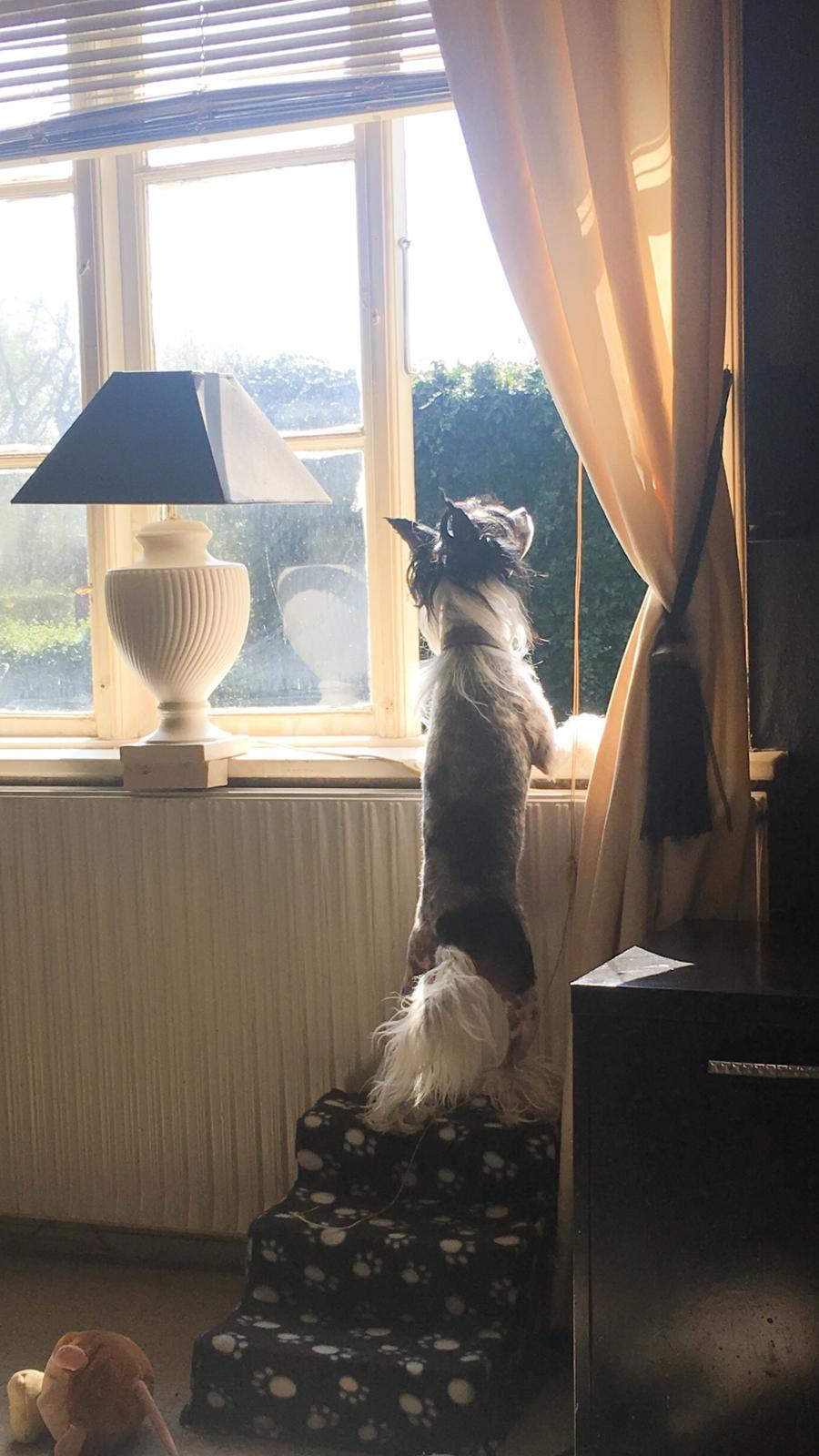 Chinese crested hårløs Jax billede 41