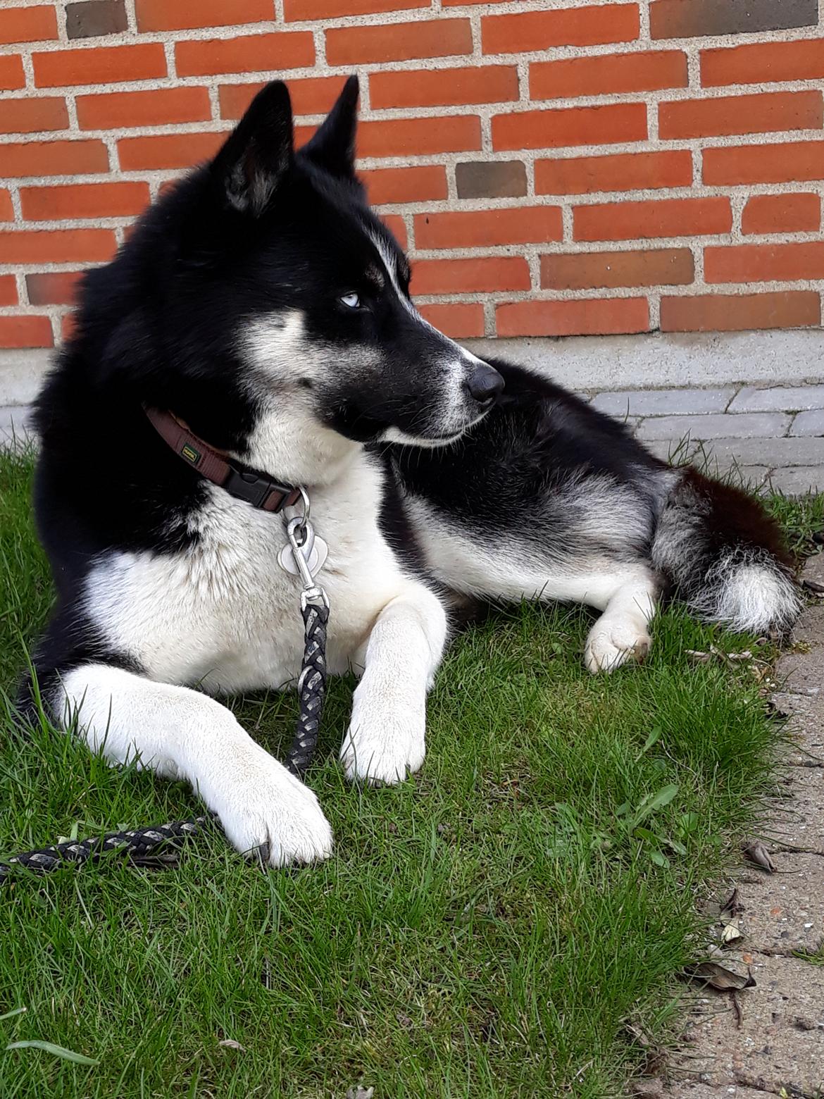 Siberian husky Boss billede 18