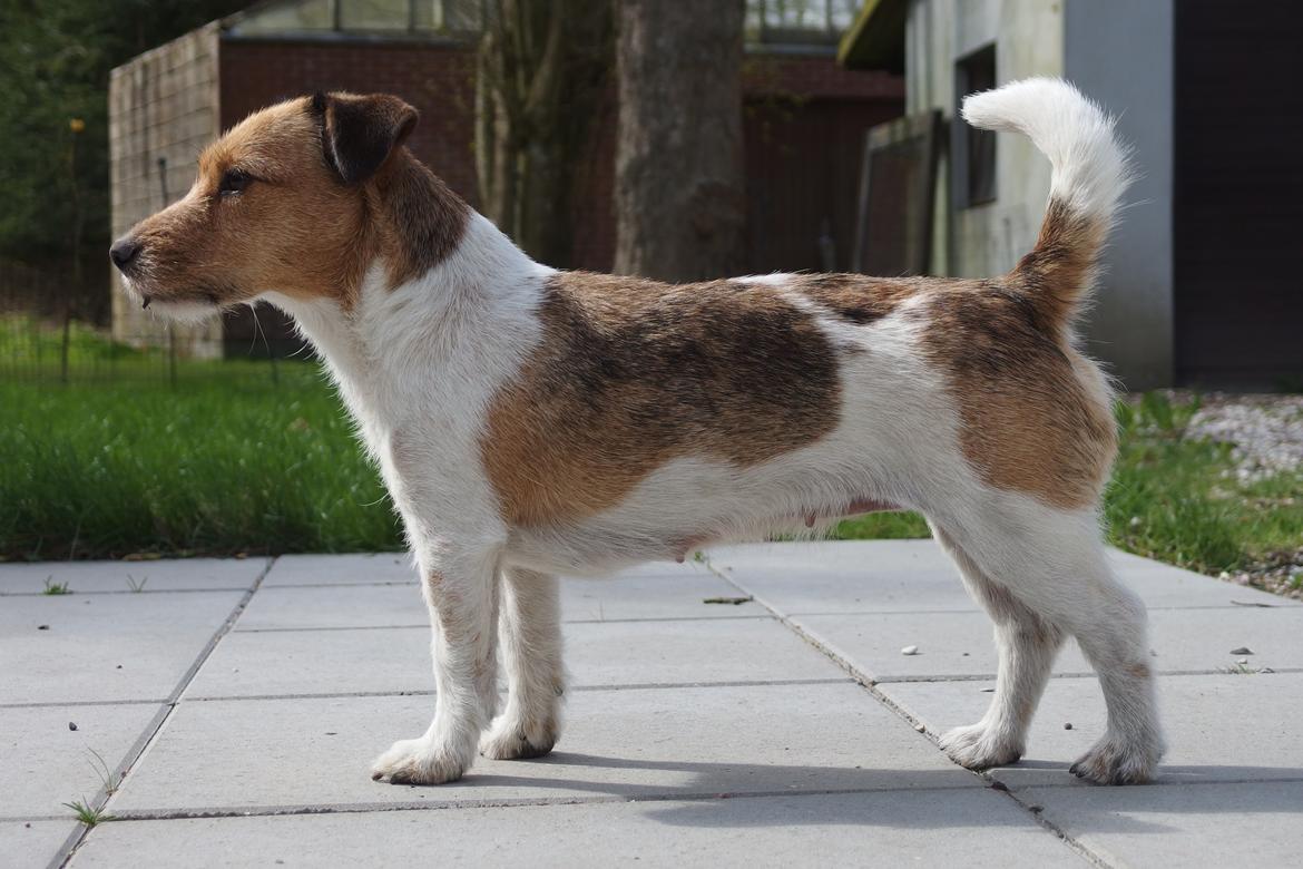 Jack russell terrier Amy billede 1